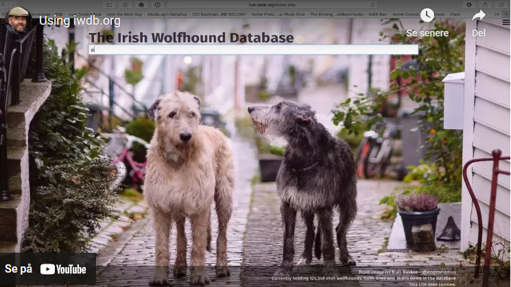 irsk ulvehund, irske ulvehunde, irish wolfhound, ulvehund