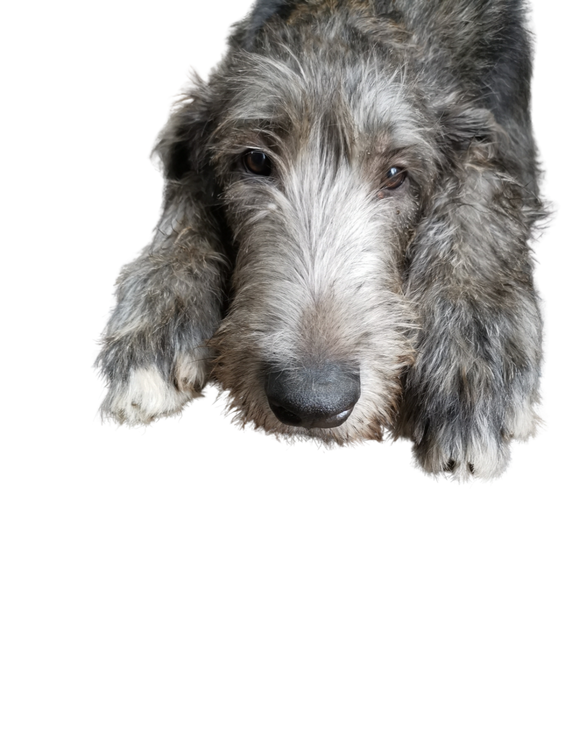 irsk ulvehund, irske ulvehunde, irish wolfhound, ulvehund